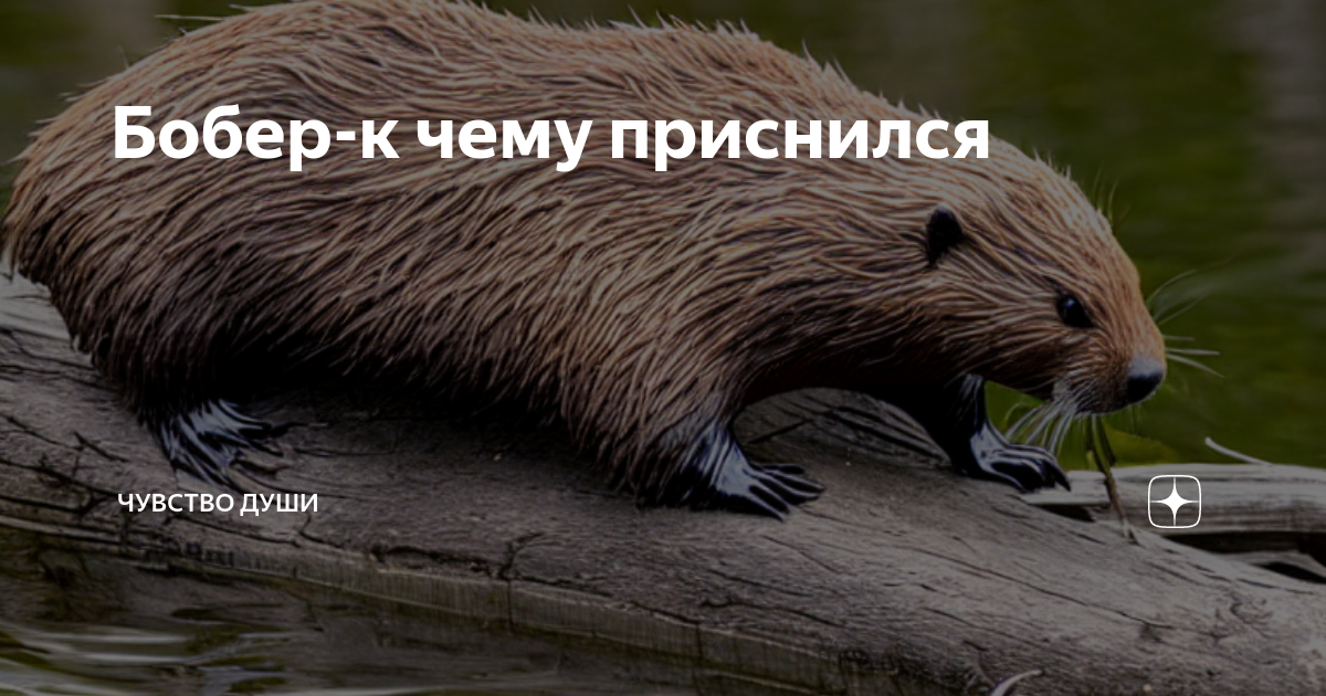 Нутрия болотный бобр. К чему снится бобер. Западносибирский речной бобр. Обыкновенный бобр плотина. Бобры спят.