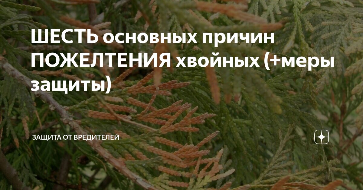 ШЕСТЬ основных причин ПОЖЕЛТЕНИЯ хвойных (+меры защиты) | ЗАЩИТА от ...
