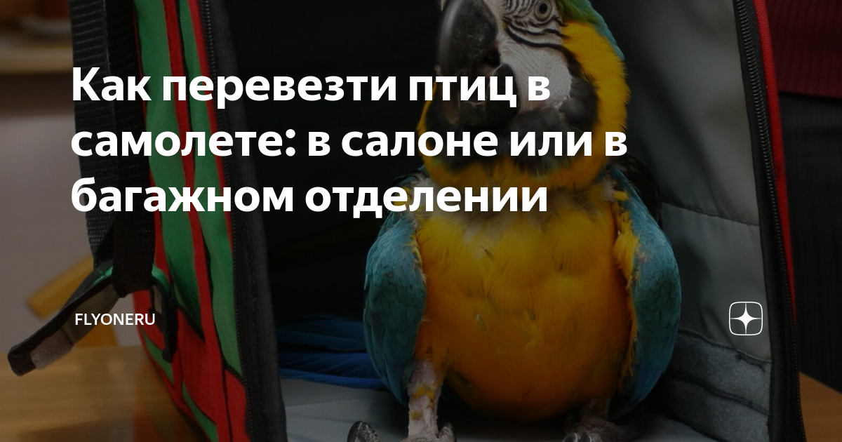 Как перевезти птиц в самолете: в салоне или в багажном отделении