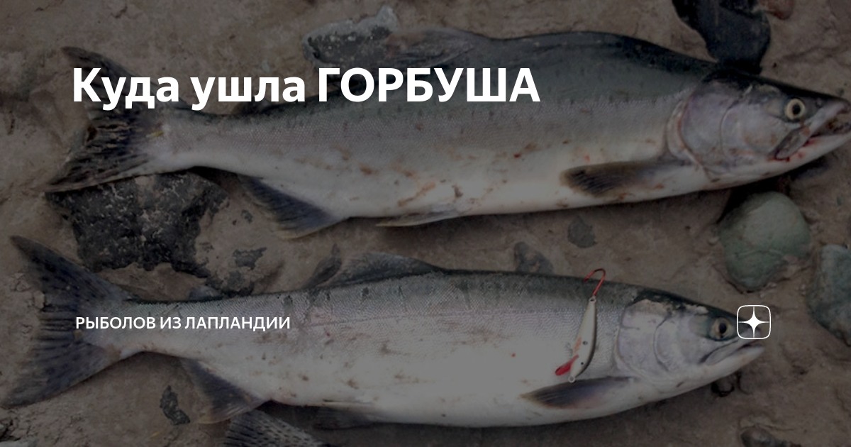 Где горбуша. Где горбуша
