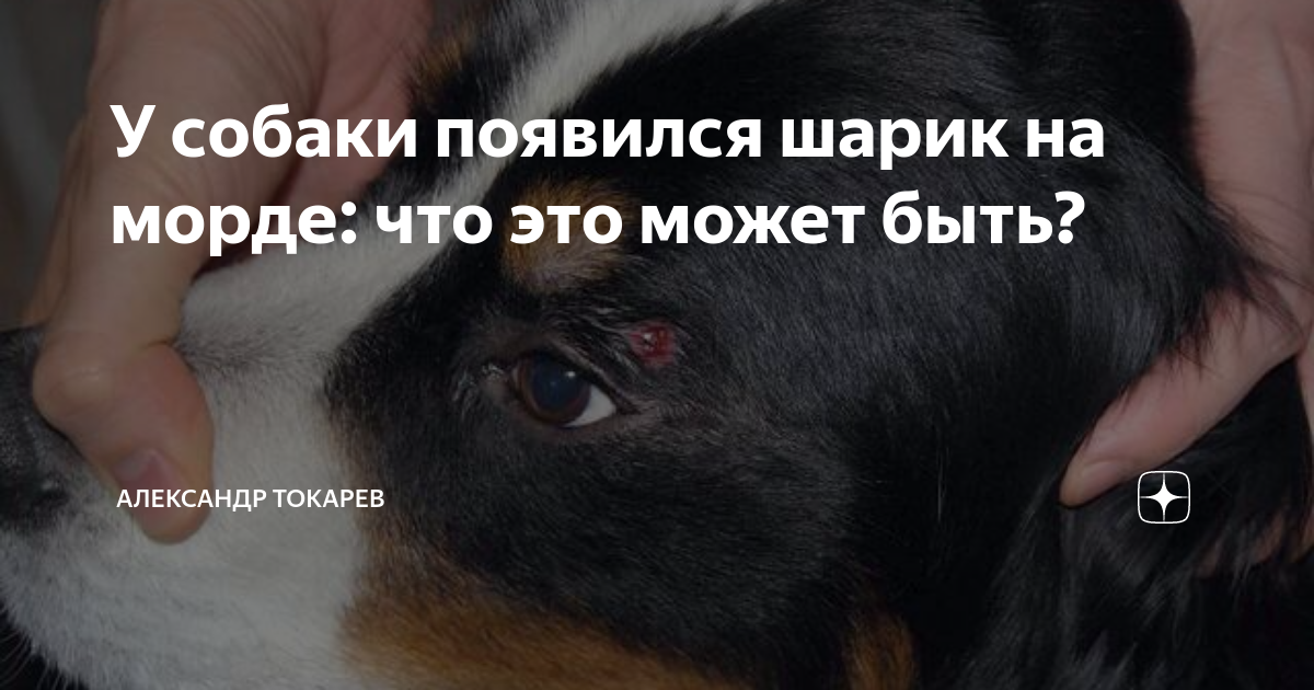 У собаки появился шарик на морде: что это может быть? | Александр ...