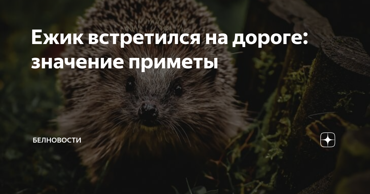 Появление ежат. Горковенко ежи фото. Народные приметы о ежах. Большой еж. Встретить ежика на пути.