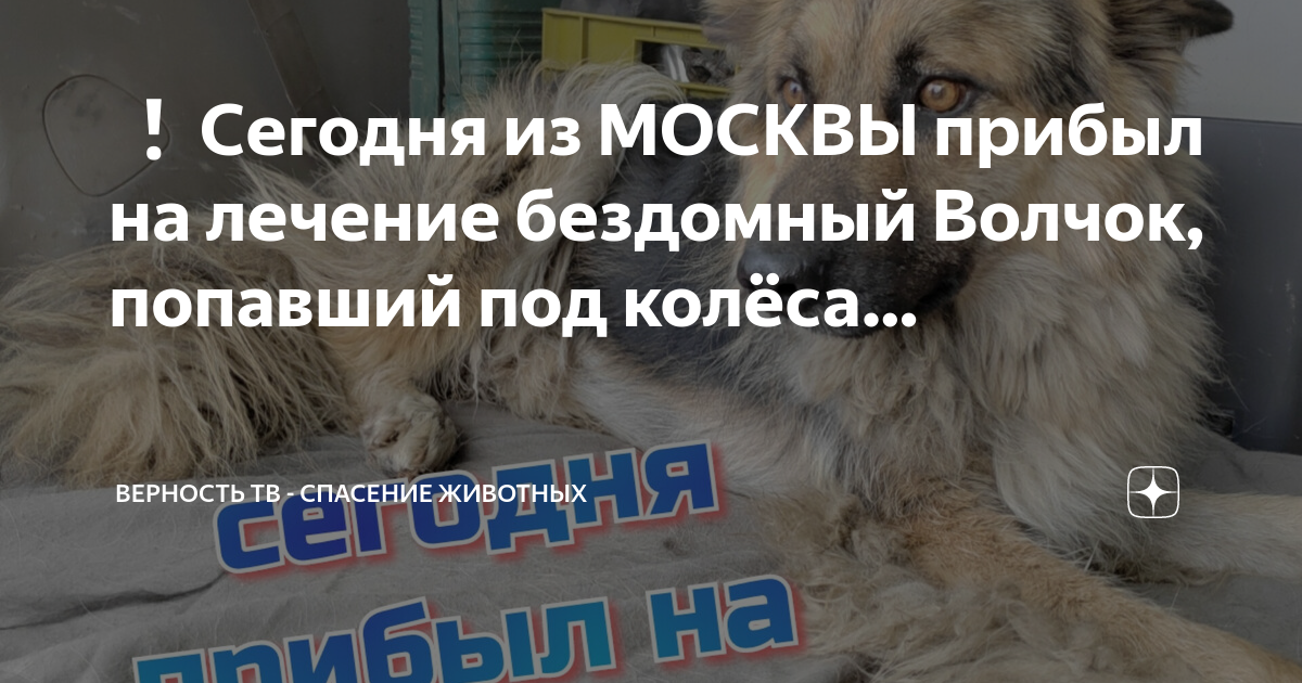 Верность тв спасение животных. Верность тв спасение животных. Социальный ролик о бездомных животных для детей. Верность тв спасение животных. Верность тв спасение животных.