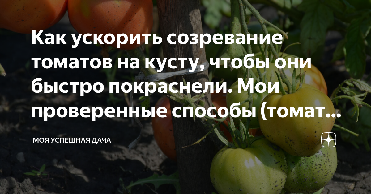 Как сделать чтобы помидоры быстро покраснели. Когда помидоры начинают краснеть. Маленький куст помидора. Как появляются помидоры на кустах. Что делать чтобы помидоры быстрее краснели в теплице.