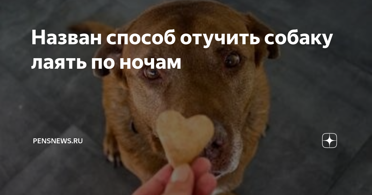 Лай по ночам отучить. Собака воет в квартире. Лай по ночам отучить. Лающая собака. Почему ночью собаки лают на улице без причины.