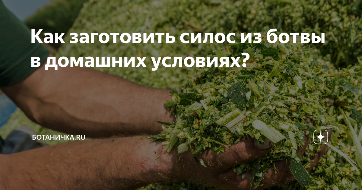 Правильная технология возделывания кукурузы на силос