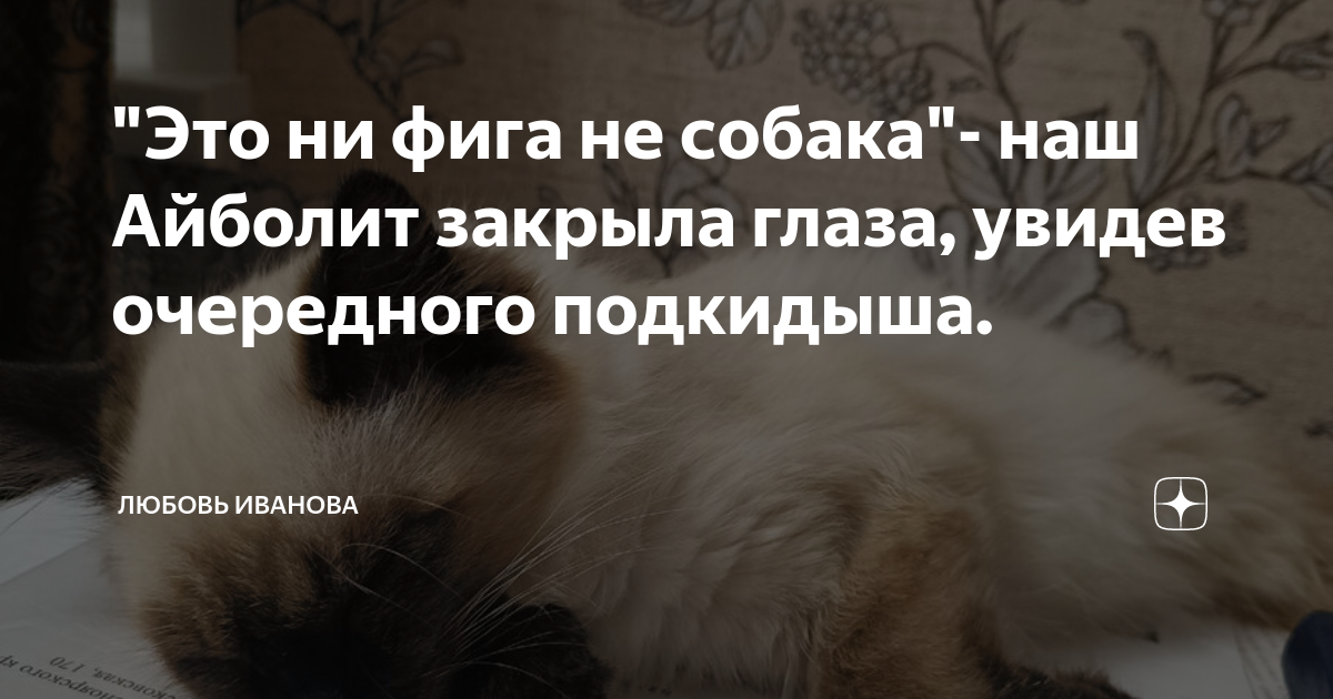 "Это ни фига не собака"- наш Айболит закрыла глаза, увидев очередного ...