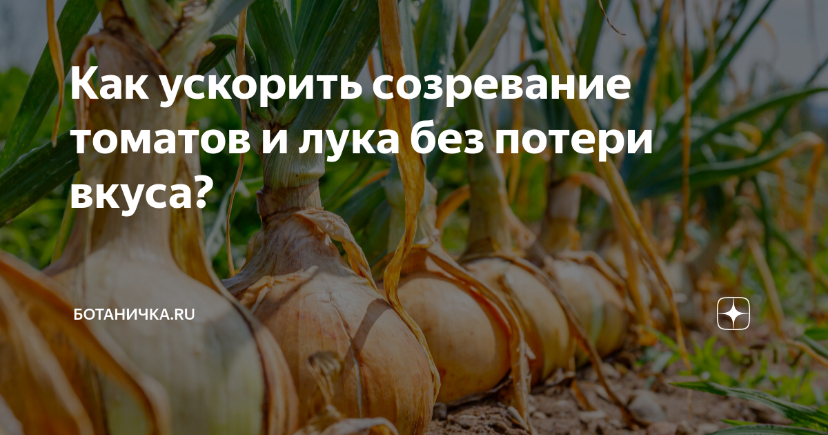 Подготовка почвы и правильная посадка