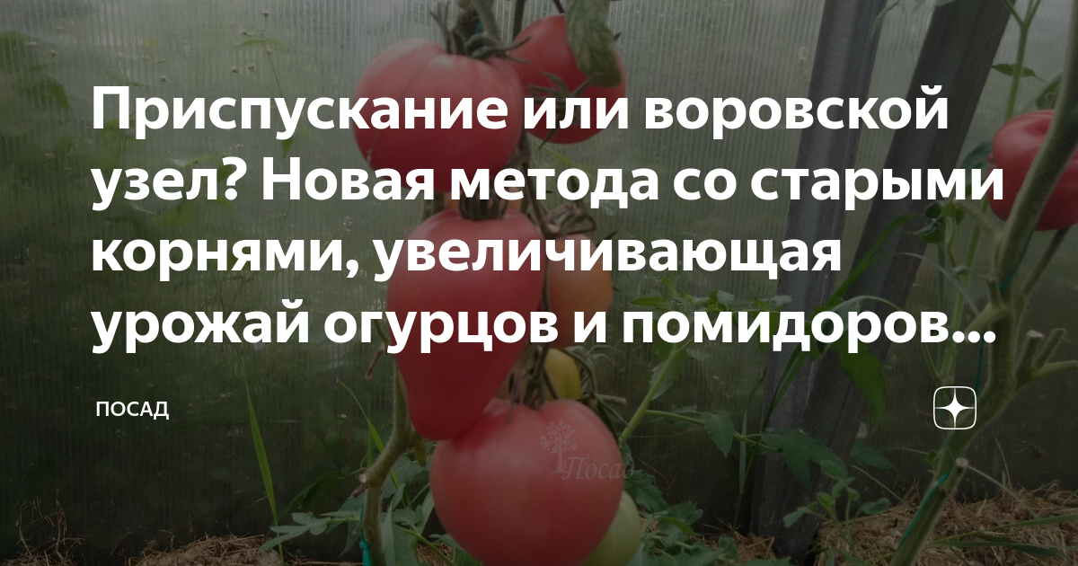 Как же выращивать томаты, чтобы получить на них максимальный урожай? - jagunowka.ru