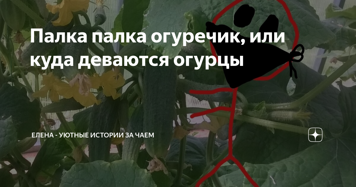 Палка палка огуречик, или куда деваются огурцы | Елена - Уютные истории ...