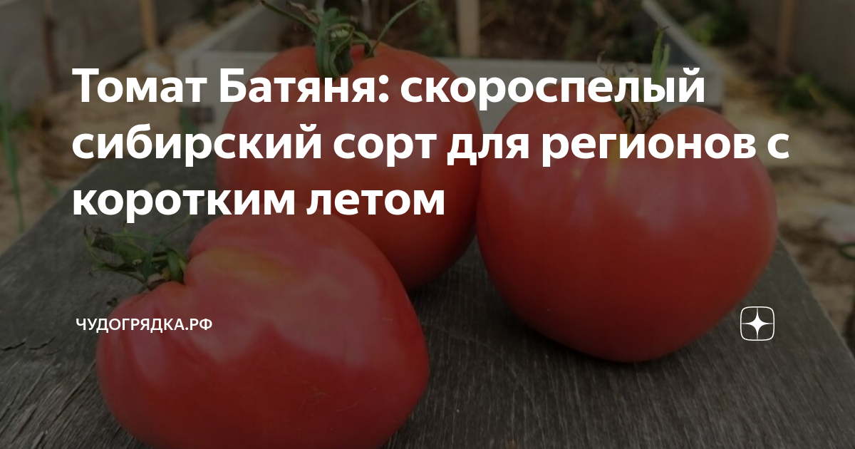 Томат Батяня: описание и характеристика сорта, фото и отзывы, особенности выращи