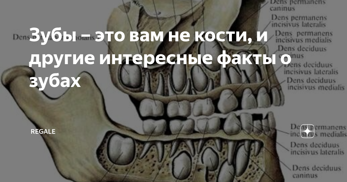 Зубы – это вам не кости, и другие интересные факты о зубах | Лилия ...