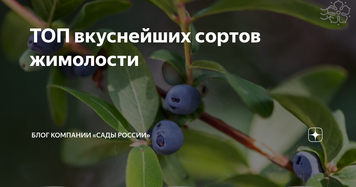 ТОП вкуснейших сортов жимолости | НПО «Сады России» — когда сад в ...