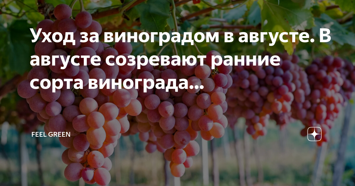 В конце августа созревают. Виноград рубиновый юбилей. Август виноград. Виноград Велес.