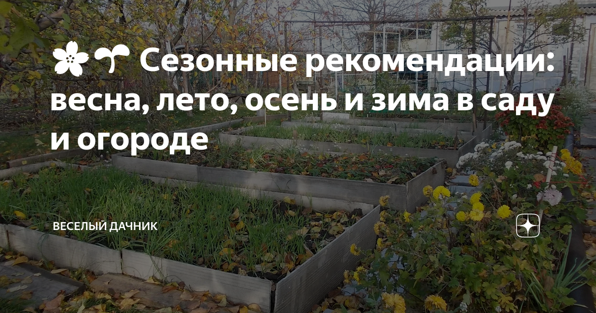 Сорняки на огороде: фото, виды, описание