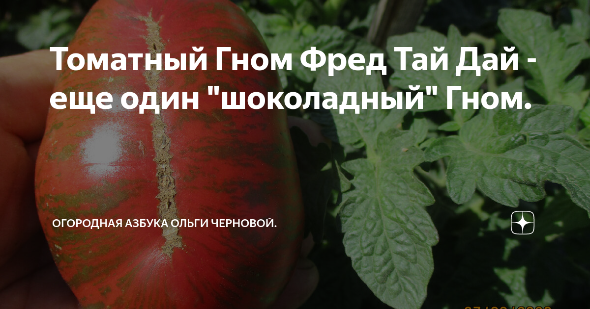 Томатный Гном Фред Тай Дай - еще один "шоколадный" Гном. | Огородная ...