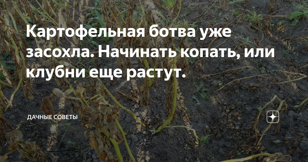 Картофельная ботва уже засохла. Начинать копать, или клубни еще растут ...