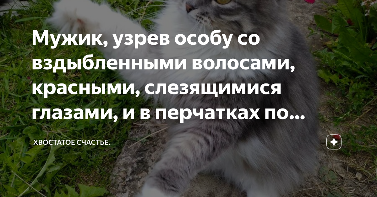 Мужик, узрев особу со вздыбленными волосами, красными, слезящимися ...