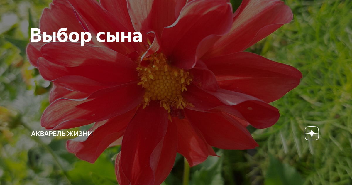 Выбор сына | Акварель жизни | Дзен