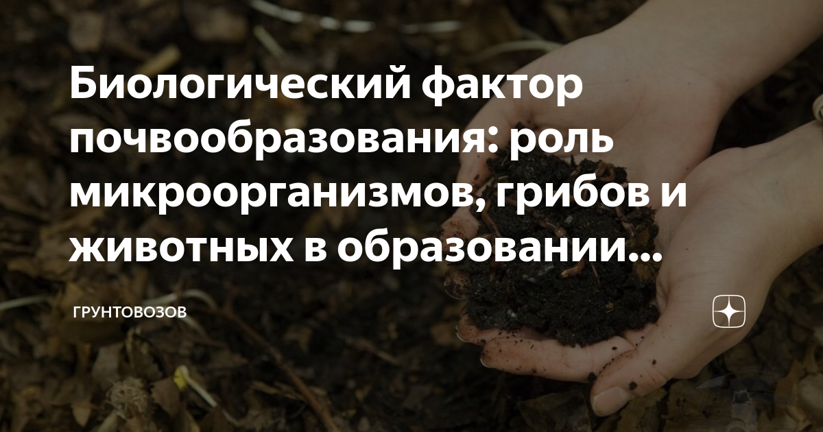 Биологический фактор почвообразования: роль микроорганизмов, грибов и ...