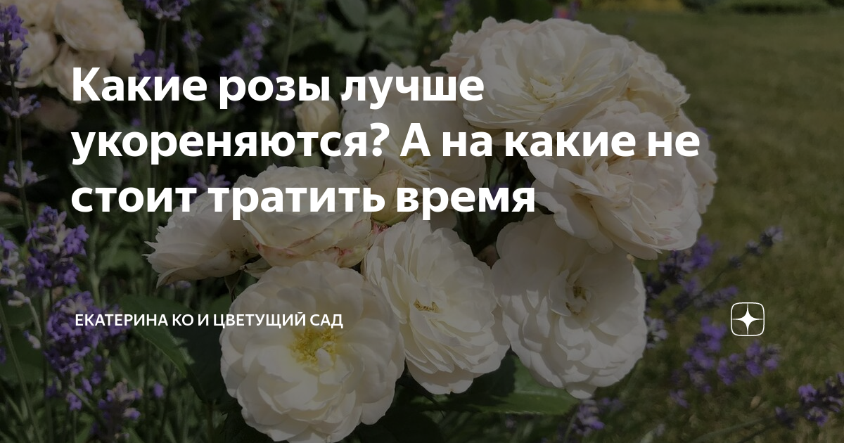 Лучшие сорта парковых роз: фото, названия, описания, советы по уходу | В цветнике (l2luna.ru)