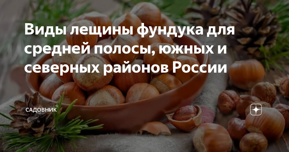 Фундук сорт Северный
