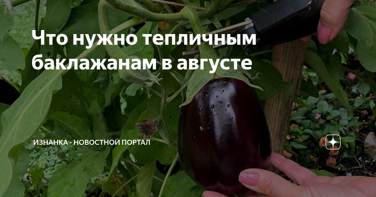 Подкормить баклажаны во время плодоношения