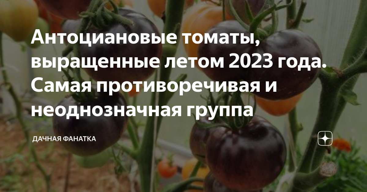 Антоциановые томаты, выращенные летом 2023 года. Самая противоречивая и ...