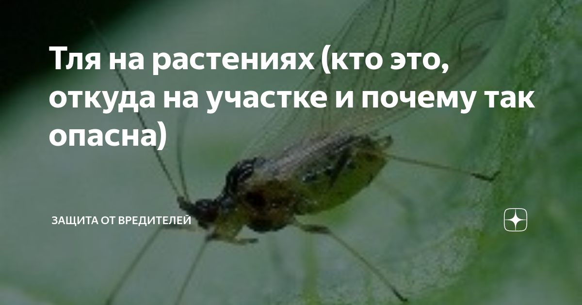 Тля на растениях (кто это, откуда на участке и почему так опасна ...