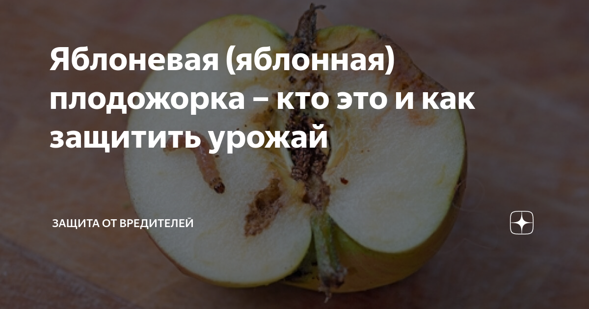 Яблоневая (яблонная) плодожорка – кто это и как защитить урожай ...
