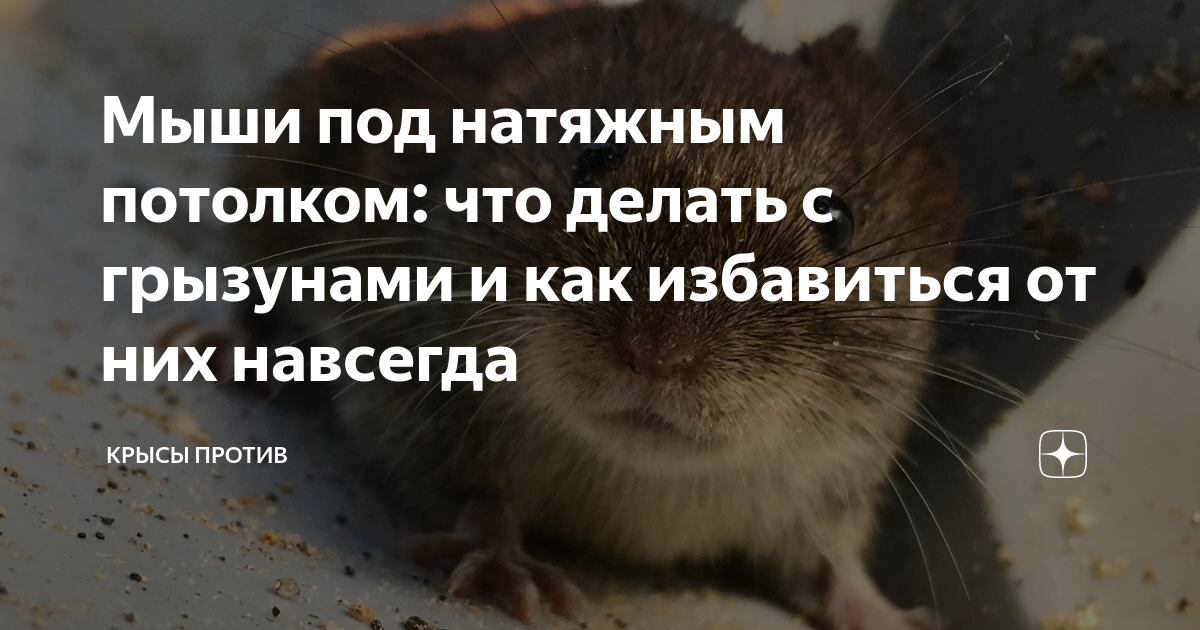 ᐉ Мыши над натяжными потолками - Шкідники, бур'яни, хвороби, добрива, добавки - Форум Строим Дом