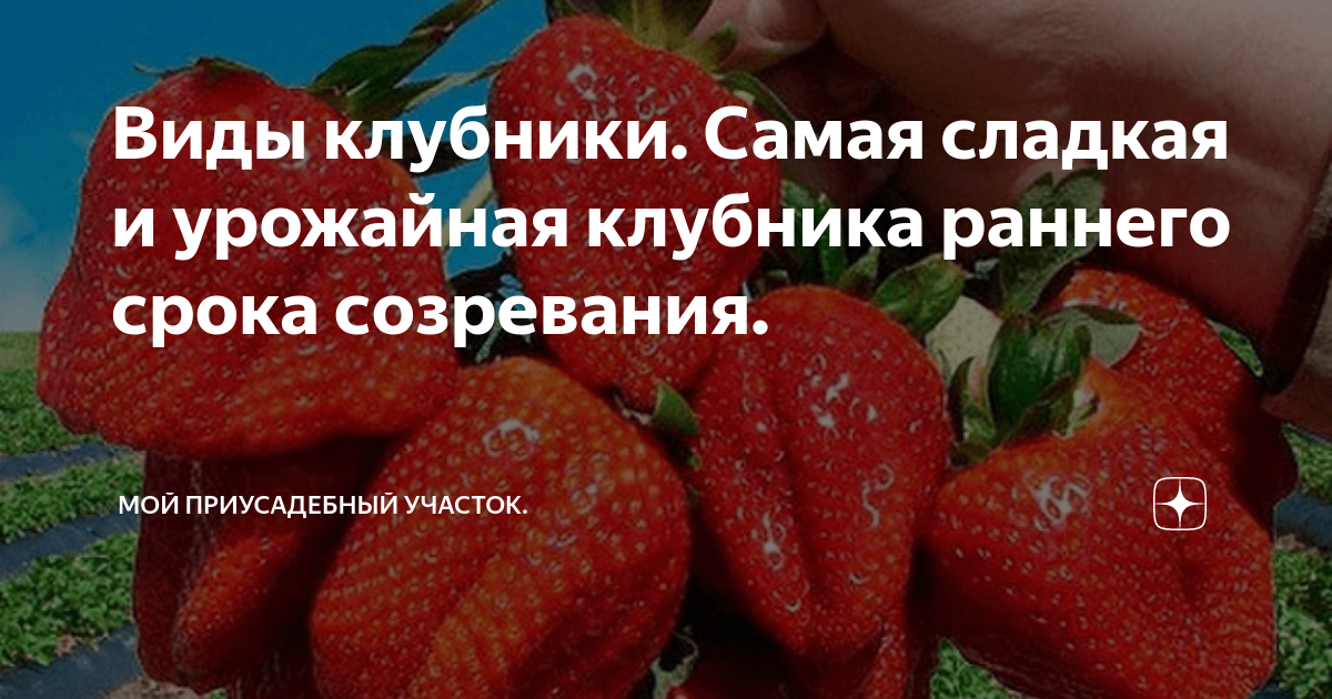 Виды клубники. Самая сладкая и урожайная клубника раннего срока ...
