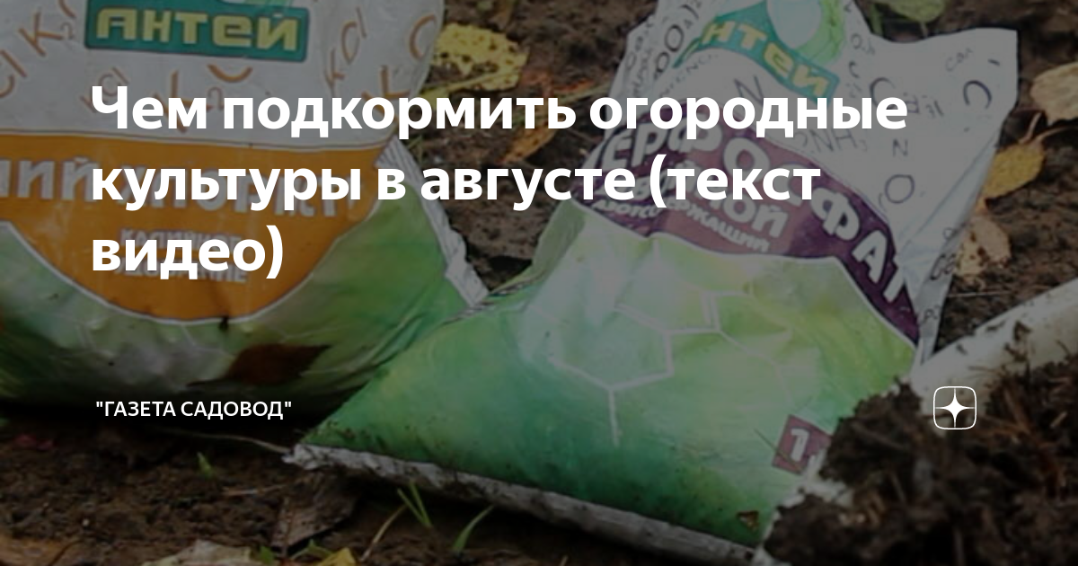 Майбах август текст