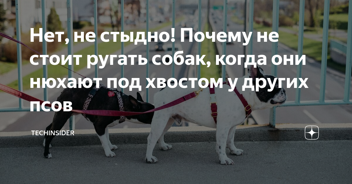 Зачем собаки нюхают под хвостом друг друга. Собака нюхает. Собака нюхает. Собаки обнюхивают друг друга. Зачем собаки нюхают под хвостом друг друга.