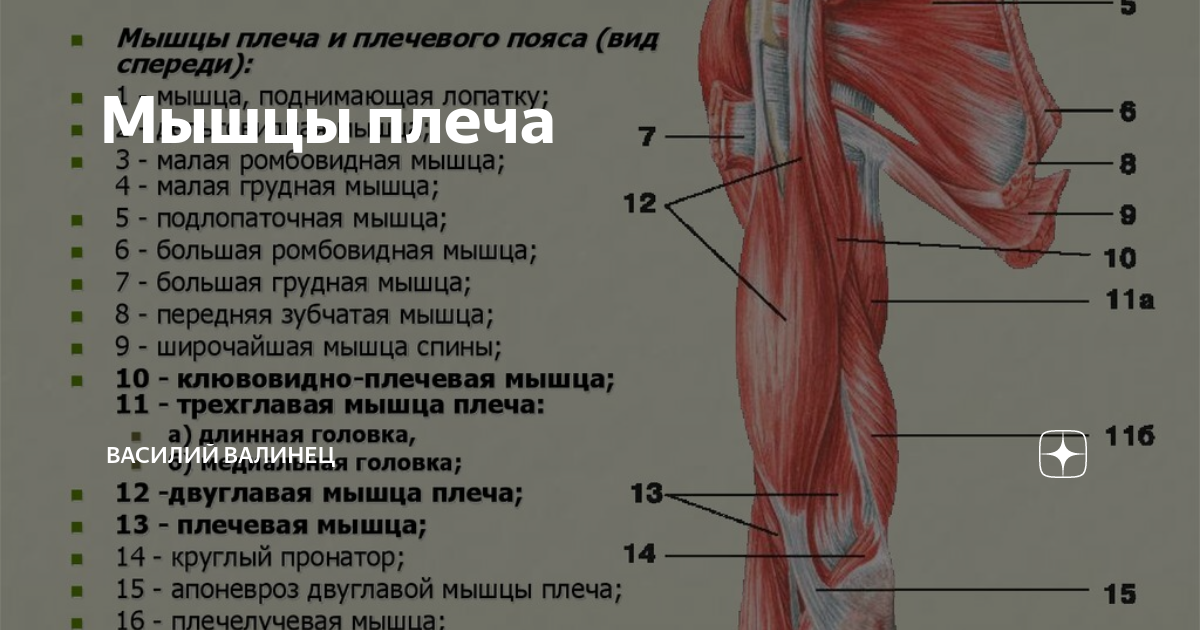 4 главая мышца. Мышцы плечевого пояса анатомия вид спереди. Мышцы плечевого пояса и верхней конечности. Мышцы верхней конечности мышцы плечевого пояса. Мышцы верхней конечности и пояса верхней конечности.