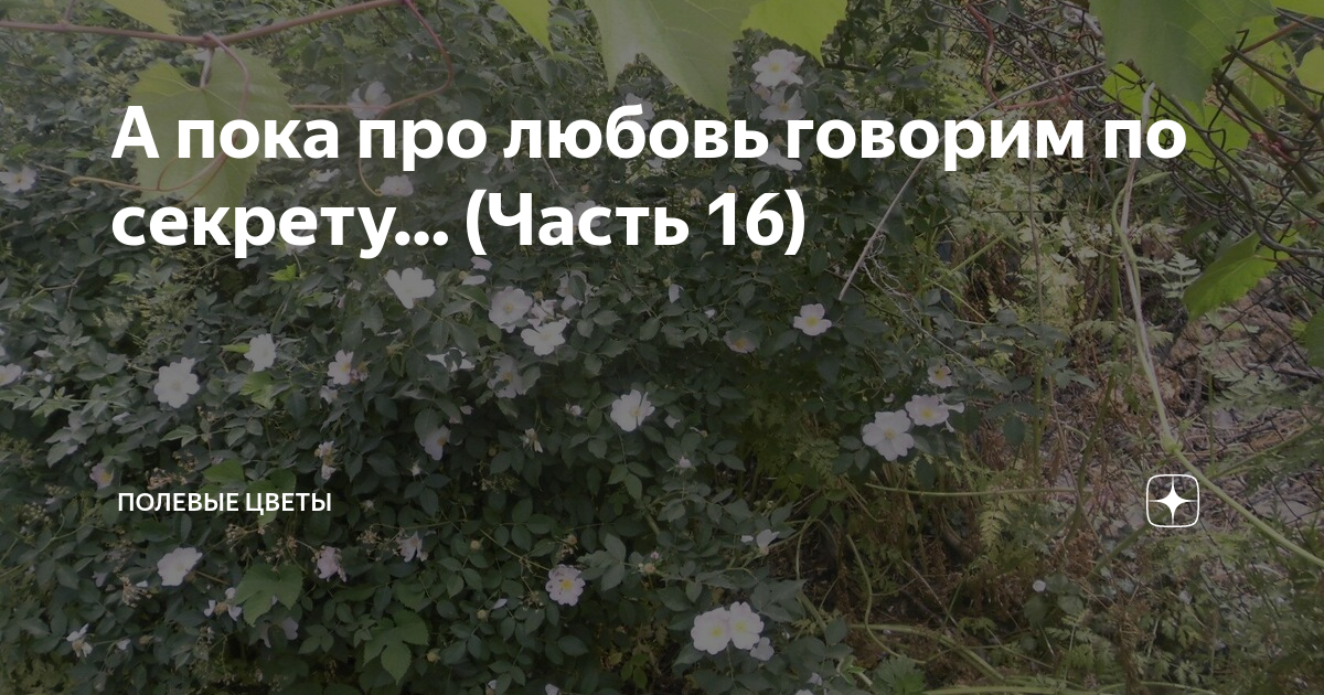 А пока про любовь говорим по секрету… (Часть 16) | Полевые цветы | Дзен