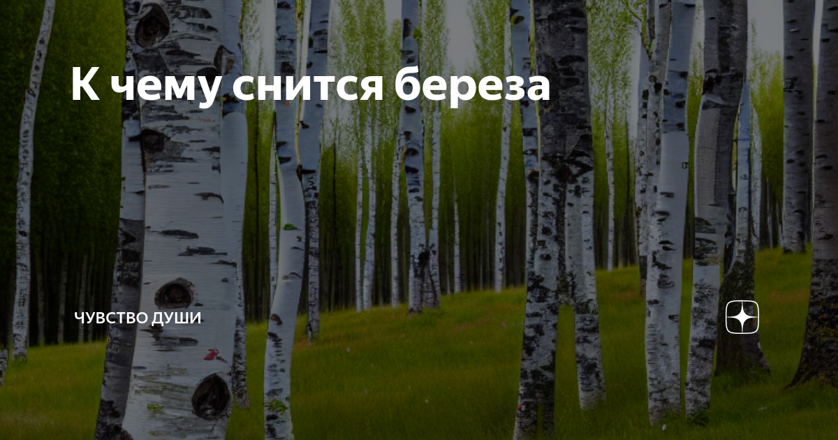 К чему снится лес. Кто видел березу это бывает в мае. Кто видел березу в мае цветущую это.