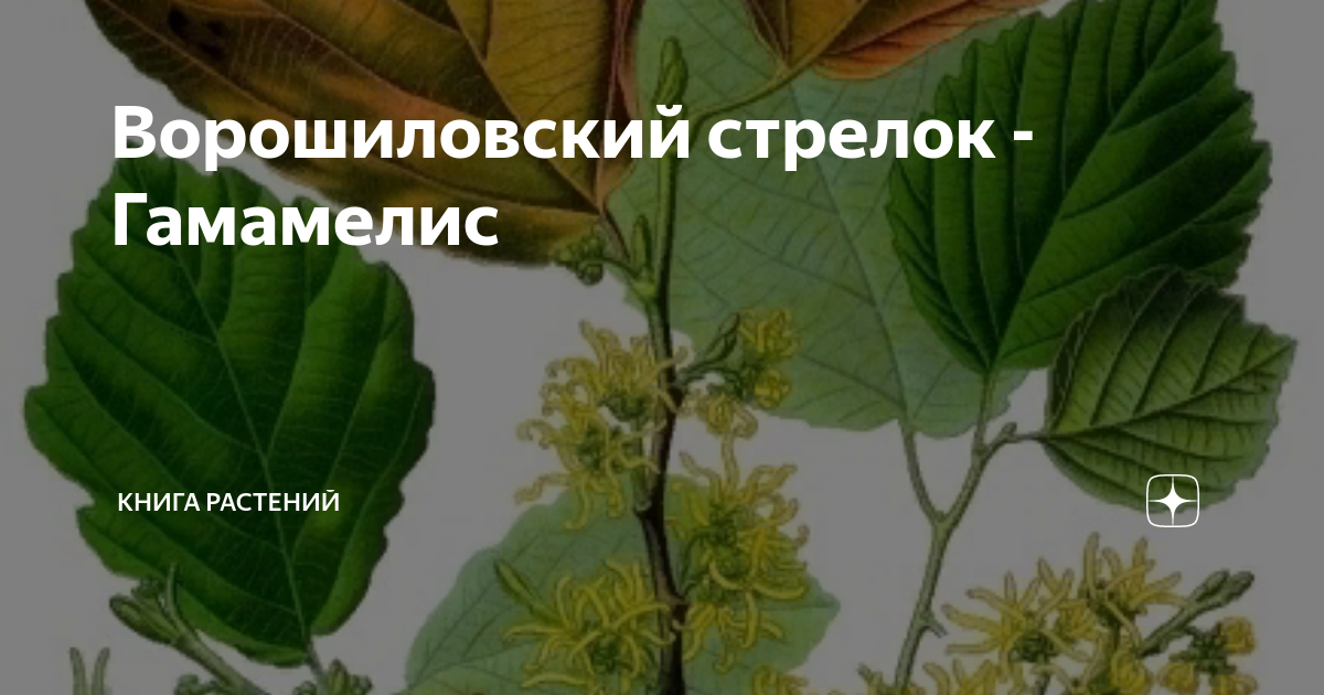 Ворошиловский стрелок - Гамамелис | Книга растений | Дзен