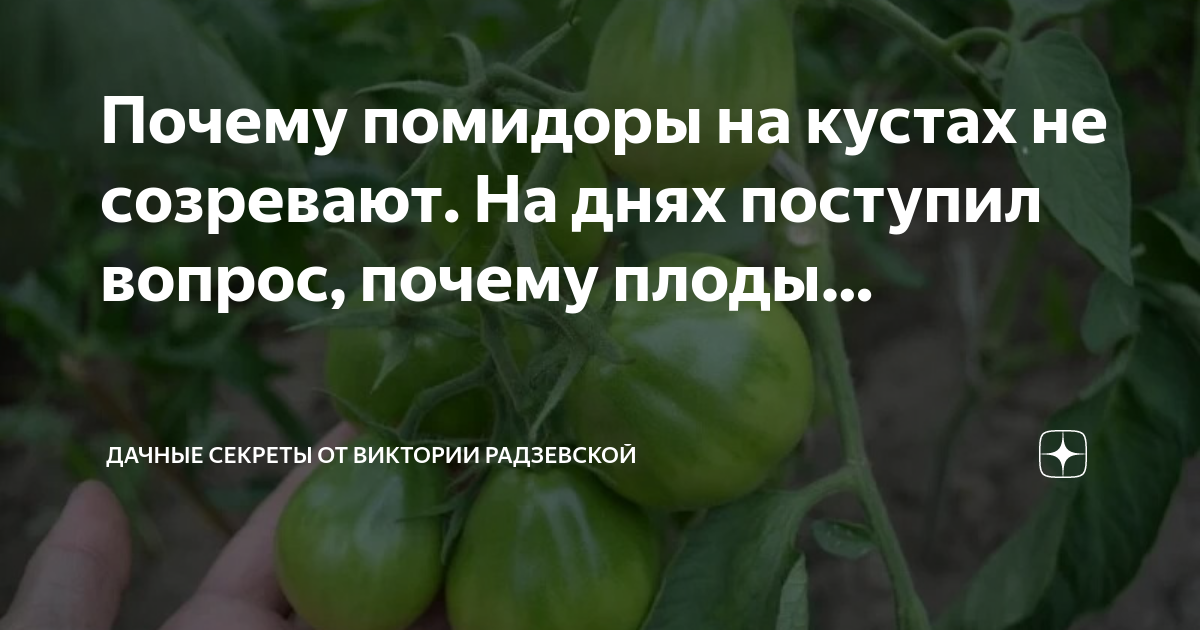 Почему нет помидоров на кустах. Почему нет помидоров на кустах
