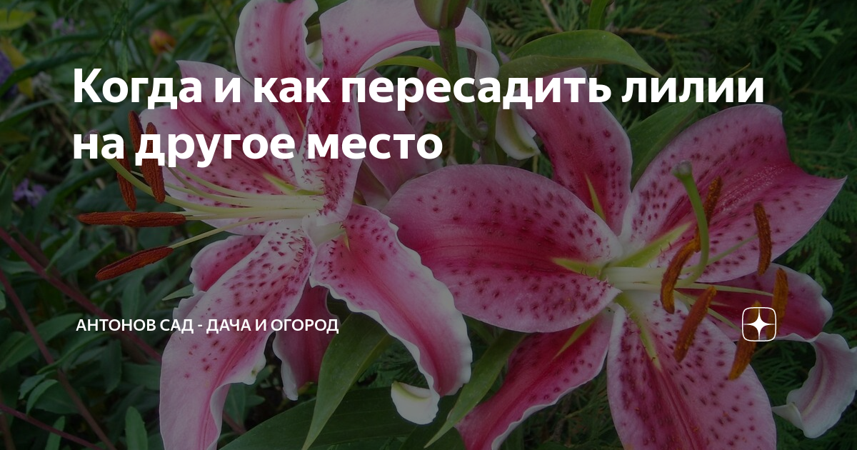 Когда пересаживают лилии летом