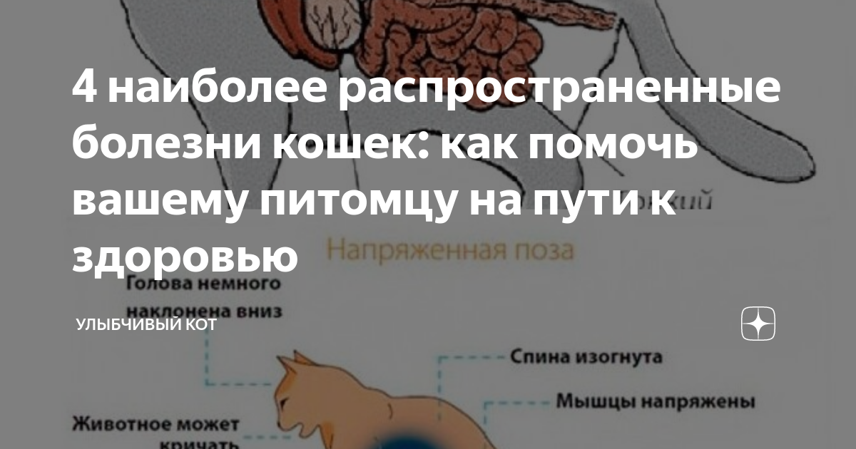 5 групп риска среди кошек по пневмонии: как защитить вашего питомца