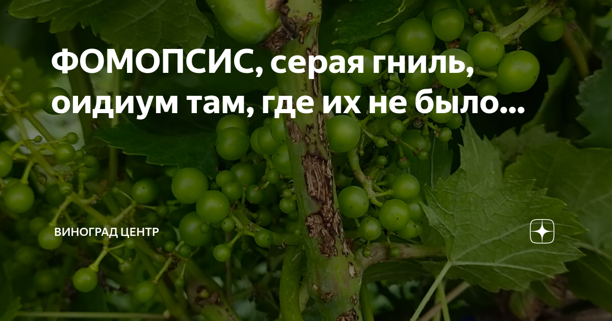 Фомопсис винограда. Оидиум. Чем лечить фомопсис на винограде. Фомопсис яблони.