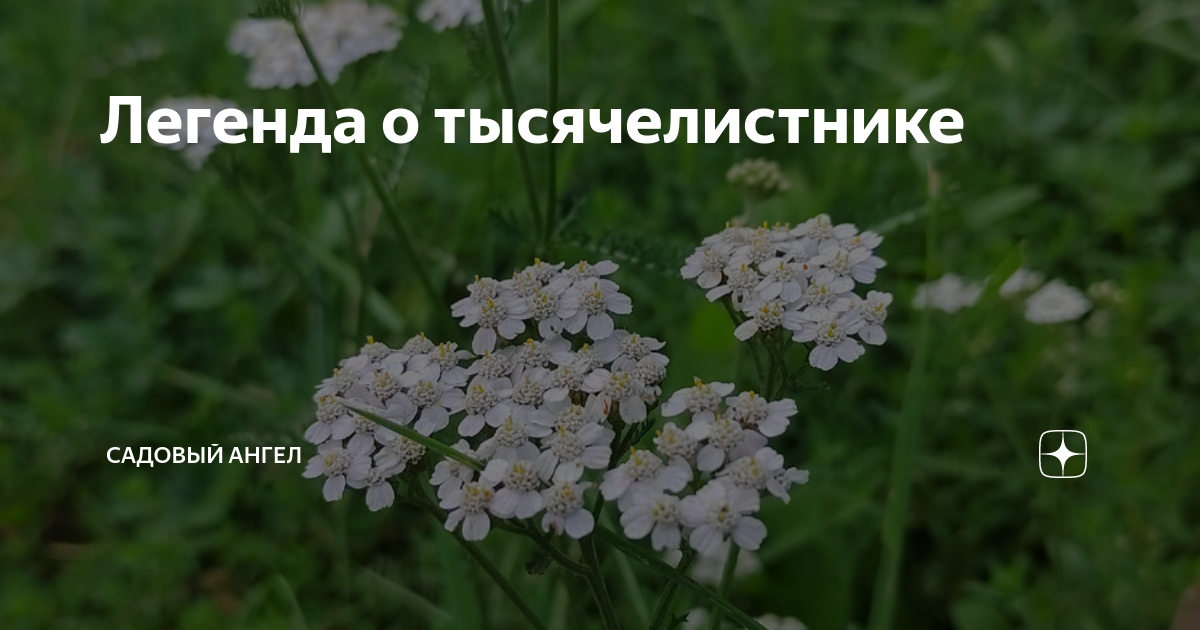 Тысячелистник - легенда о тысячелетнике, Ахиллесе и Телефе