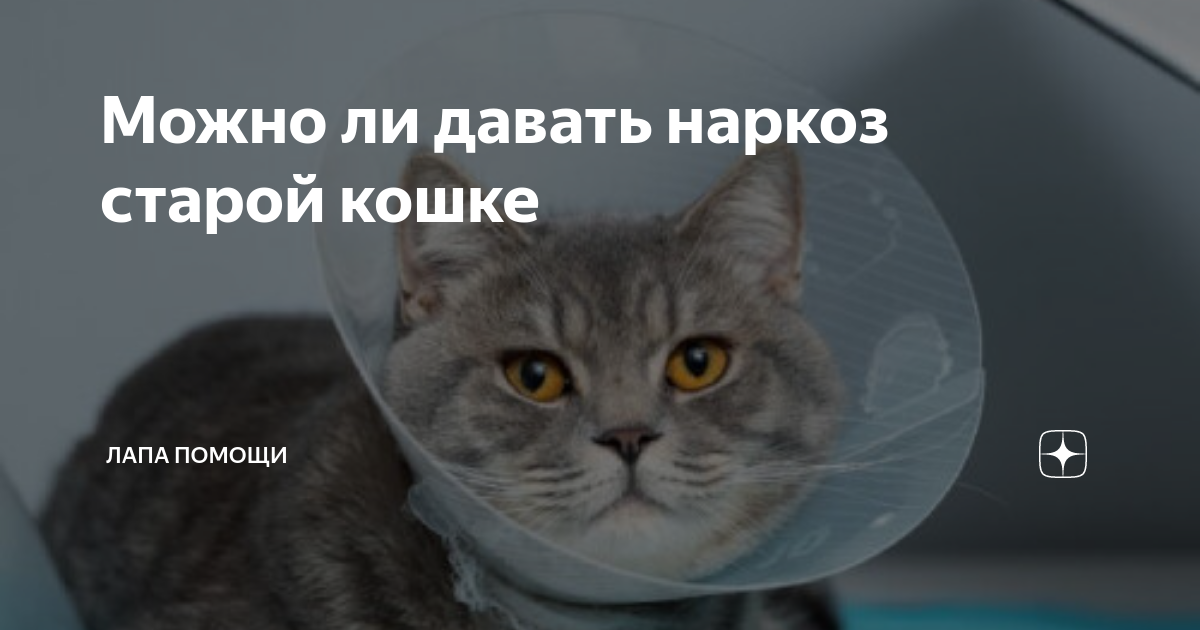 Консультация с ветеринаром