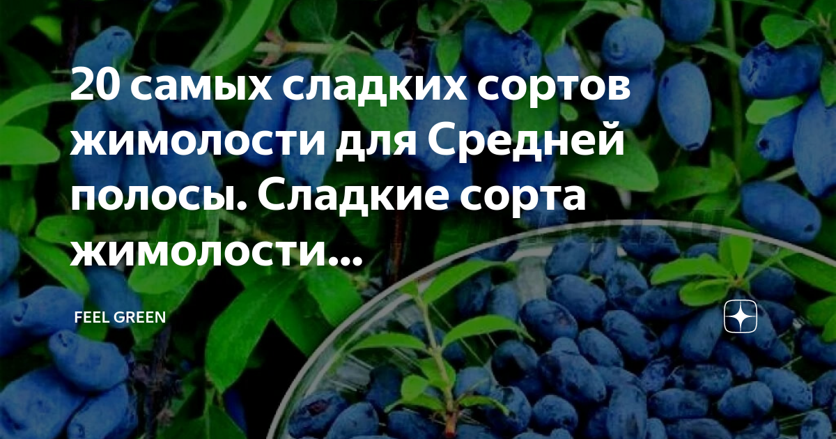 Сладкие сорта жимолости для средней полосы. Сорта жимолости для средней полосы крупноплодные сладкие.