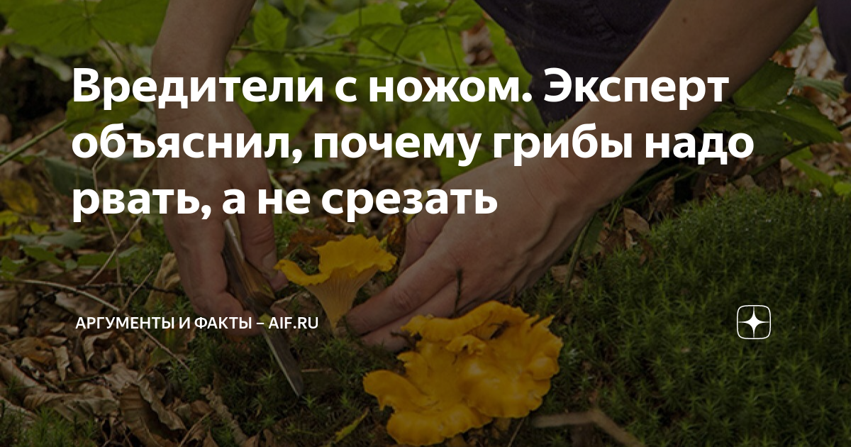 Вредители с ножом. Эксперт объяснил, почему грибы надо рвать, а не ...