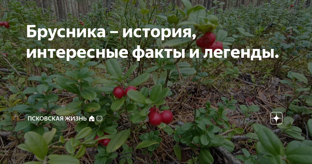 Брусника – история, интересные факты и легенды. | ПСКОВСКАЯ ЖИЗНЬ | Дзен