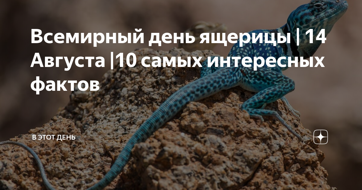 Всемирный день ящерицы 14 августа. День ящериц открытки. Всемирный день ящерицы 14 августа. Картинка всемирный день ящерицы. С днем рождения ящерица.