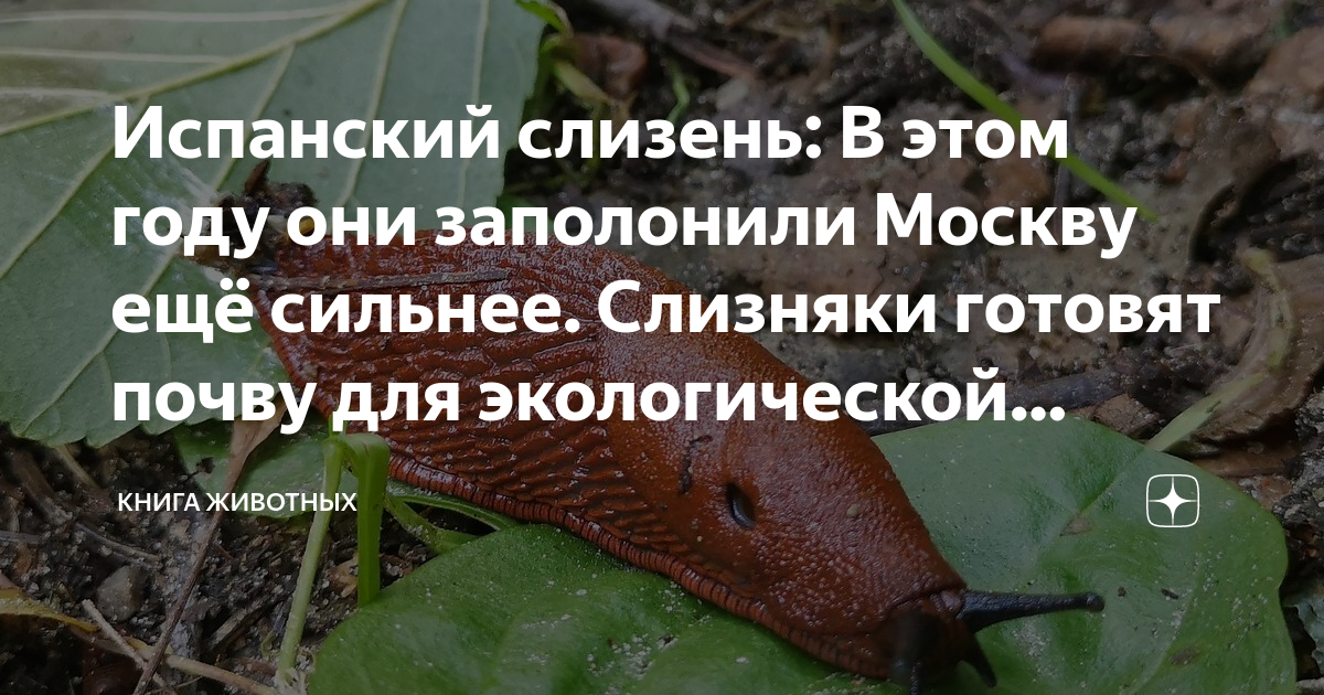 Испанский слизень фото чем опасен для человека. Испанский СЛИЗЕНЬ как готовить. Испанский СЛИЗЕНЬ В Подмосковье как бороться