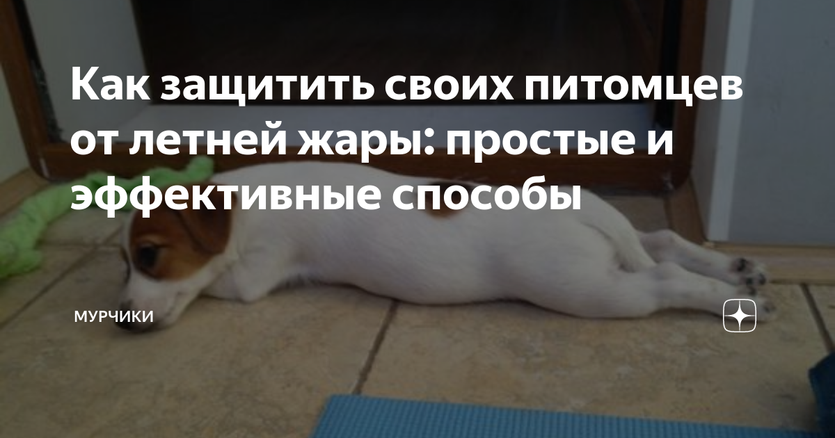 Как защитить питомца от летней жары и перегрева?